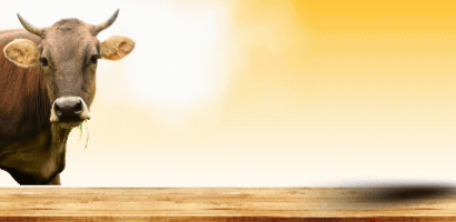 ecotattva-cow-ghee-3ltr-90-aed